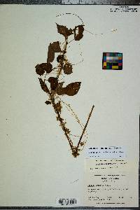 Cuscuta gronovii image