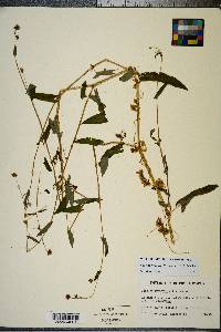 Cuscuta gronovii image