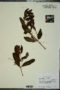 Cuscuta gronovii image