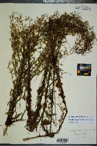 Cuscuta gronovii image