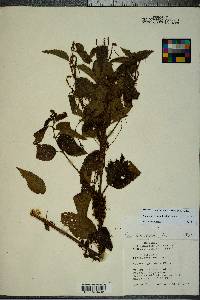 Cuscuta gronovii image