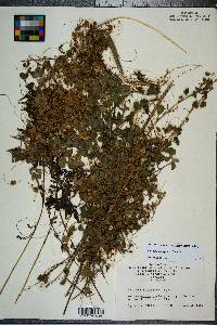 Cuscuta campestris image