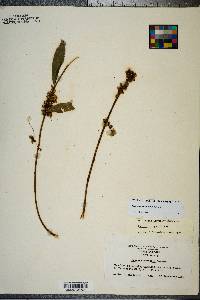 Cuscuta compacta image