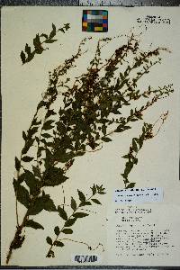 Cuscuta gronovii image