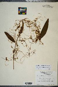 Cuscuta gronovii image