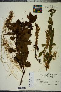 Cuscuta campestris image