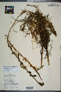 Cuscuta campestris image