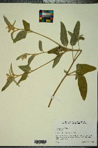 Croton capitatus image