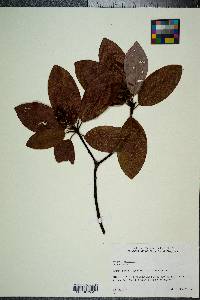 Magnolia virginiana image