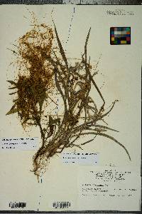 Cuscuta pentagona image