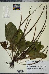 Plantago rugelii image