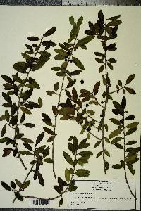 Ilex vomitoria image