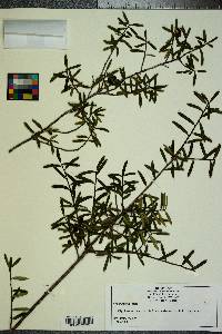 Ilex myrtifolia image