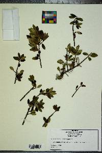 Ilex vomitoria image