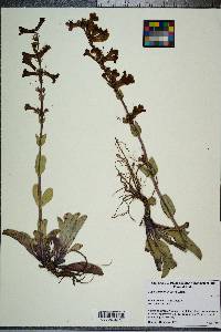 Achnatherum lemmonii image