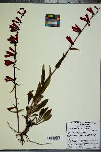 Penstemon eatonii image