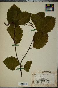 Alnus incana subsp. tenuifolia image