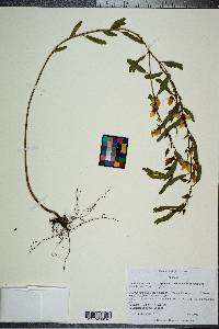 Chamaecrista fasciculata var. fasciculata image