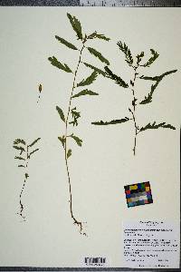 Chamaecrista fasciculata var. fasciculata image