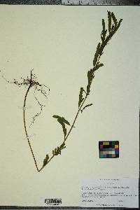 Chamaecrista fasciculata var. fasciculata image