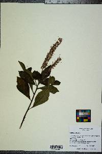 Clethra alnifolia image