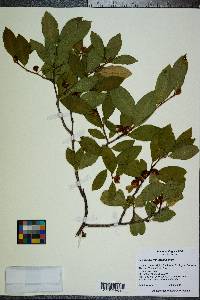 Ilex decidua var. decidua image