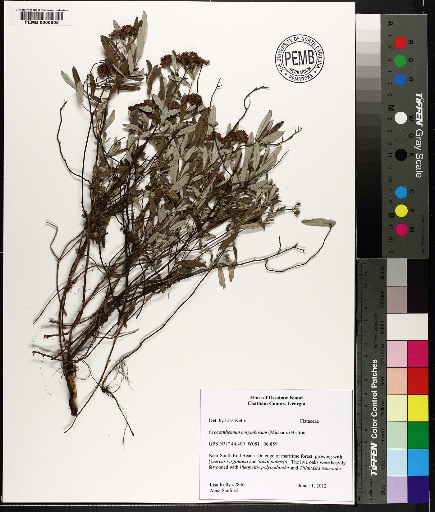 Crocanthemum corymbosum image