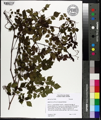 Nekemias arborea image