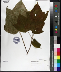 Acer pensylvanicum image