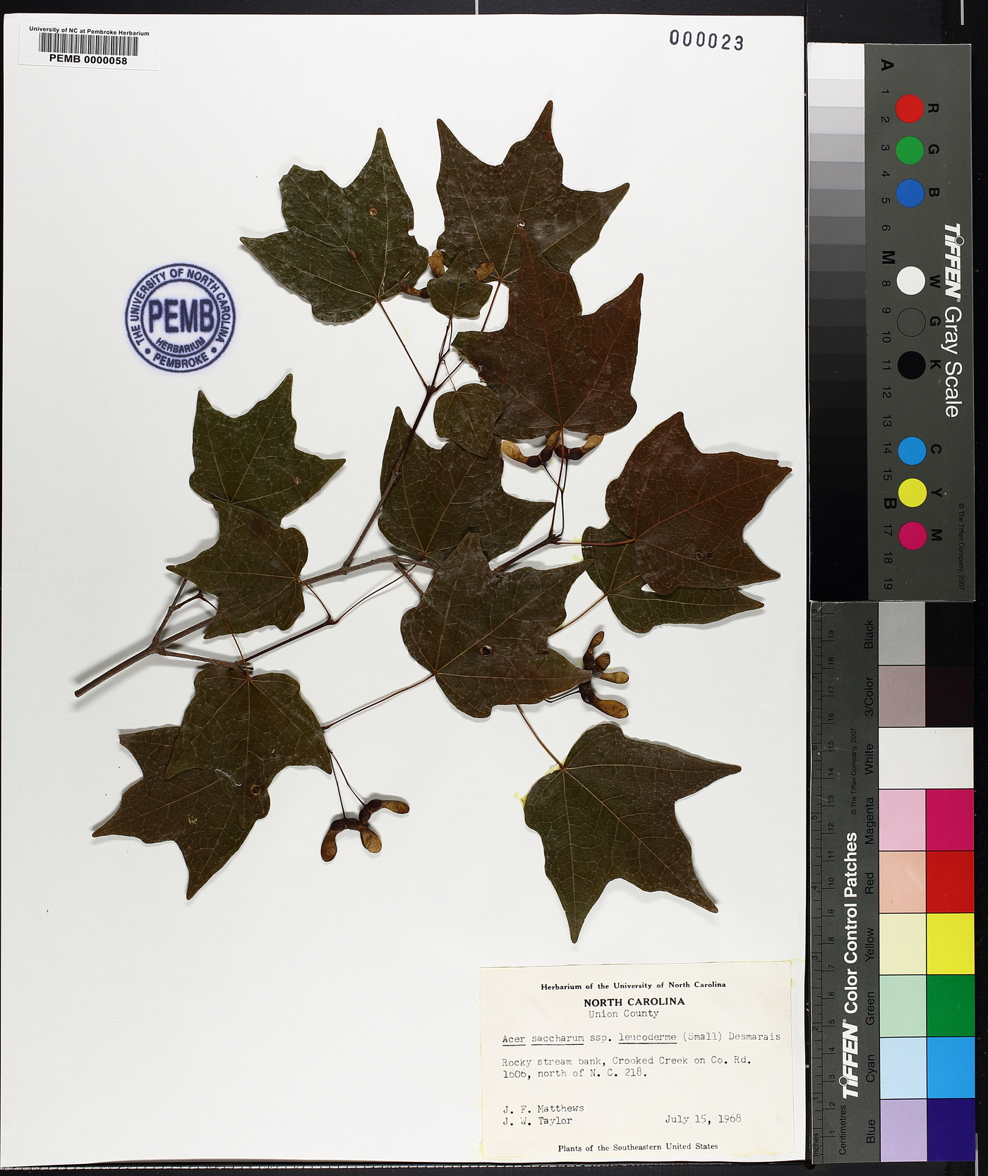 Acer saccharum subsp. leucoderme image