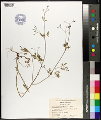 Chaerophyllum procumbens image