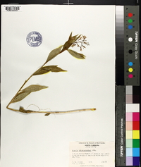 Amsonia tabernaemontana image