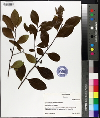 Ilex coriacea image