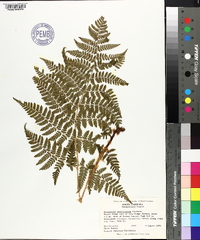 Dryopteris campyloptera image