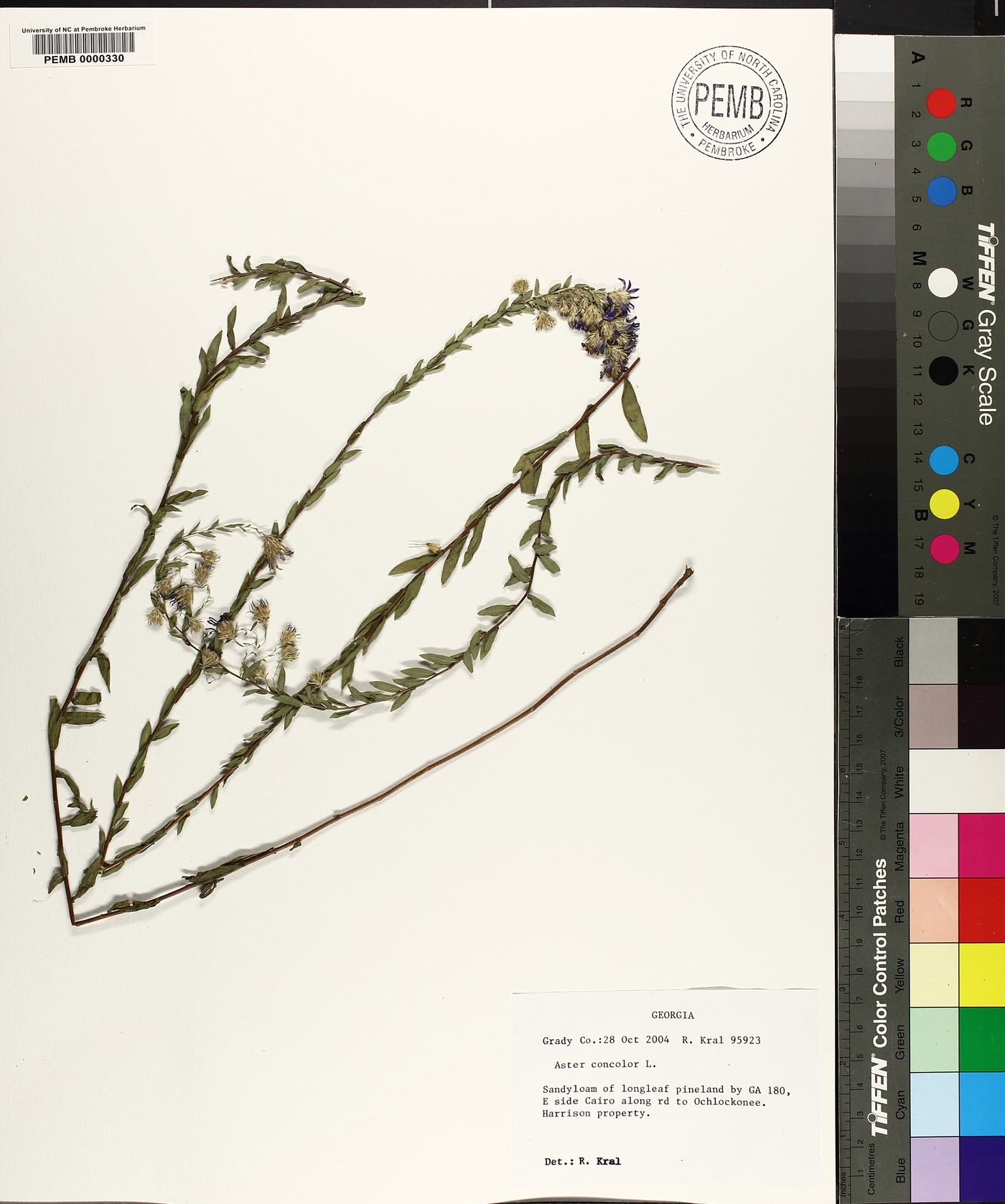 Aster concolor image