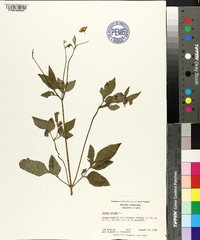 Bidens pilosa image