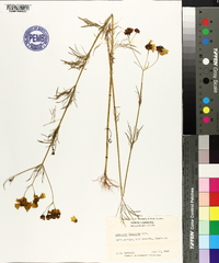 Coreopsis tinctoria image