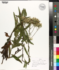 Eupatorium album image