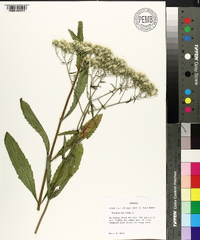 Eupatorium album image