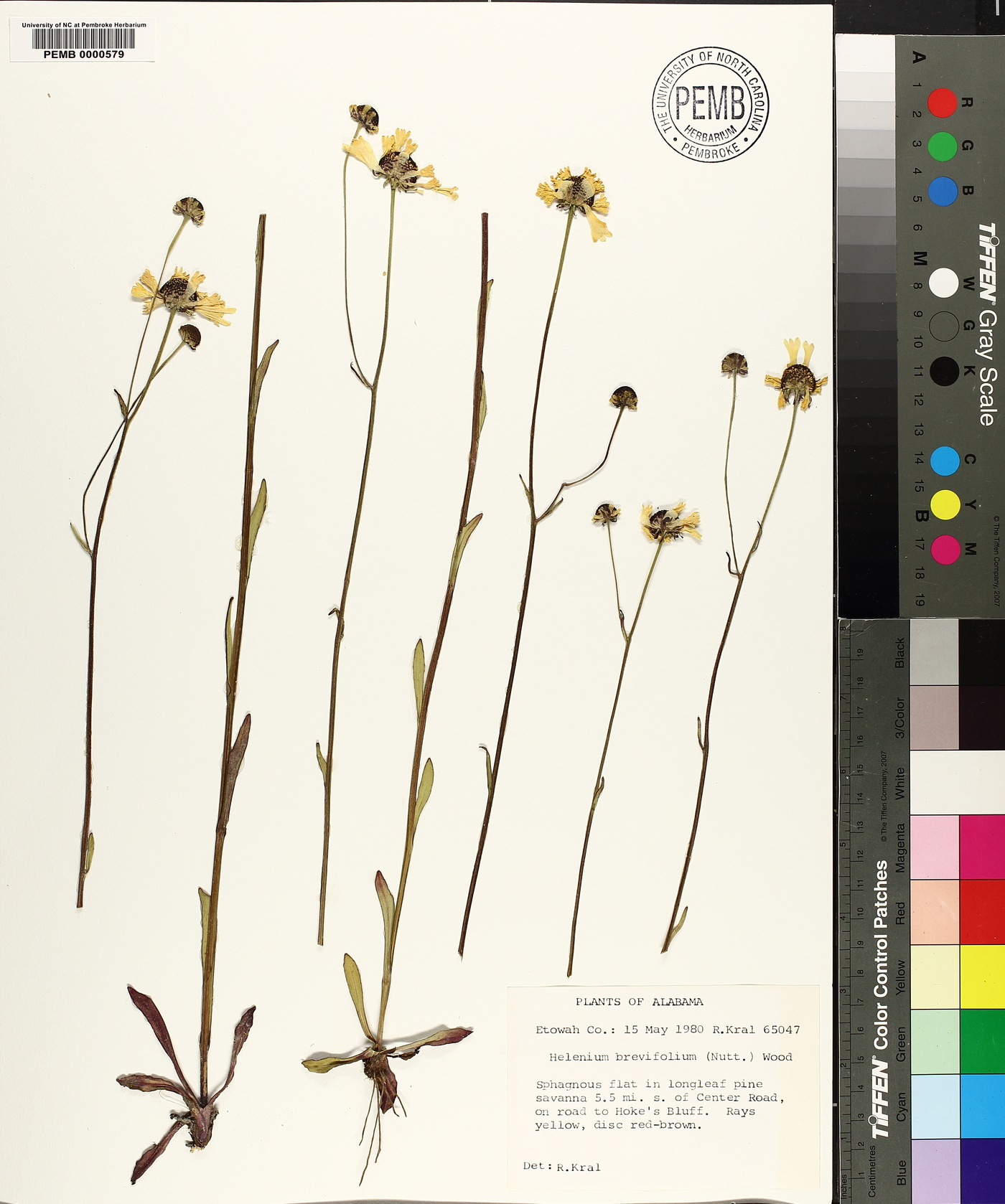 Helenium brevifolium image