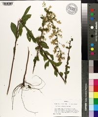 Solidago puberula image