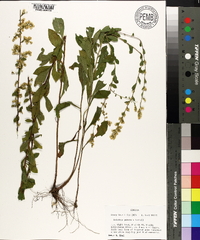 Solidago puberula image