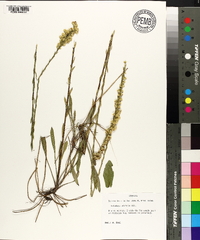 Solidago stricta image