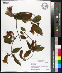 Bignonia capreolata image