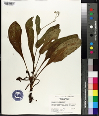 Cynoglossum virginianum image