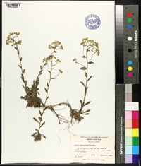 Draba ramosissima image