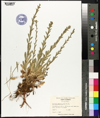 Lepidium campestre image