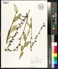 Lobelia georgiana image