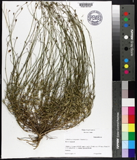 Wahlenbergia marginata image