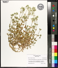 Cerastium fontanum subsp. vulgare image